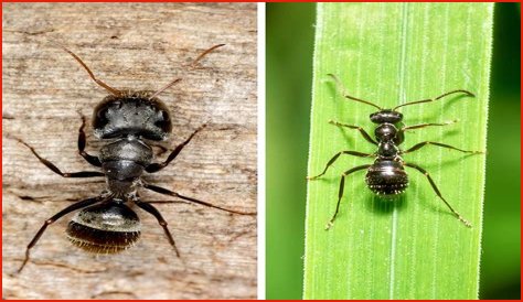 Are there carpenter ants in Utah?