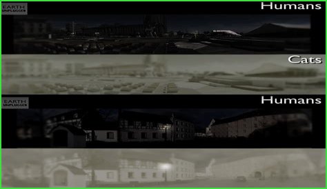 Do cats see humans as Alpha?