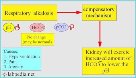 How does hypoxemia cause respiratory alkalosis