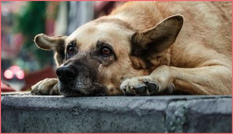 IMSKIRBY Dog: The Ultimate Companion for Families and Pet Lovers