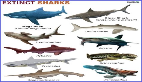 What attracts sharks the most?