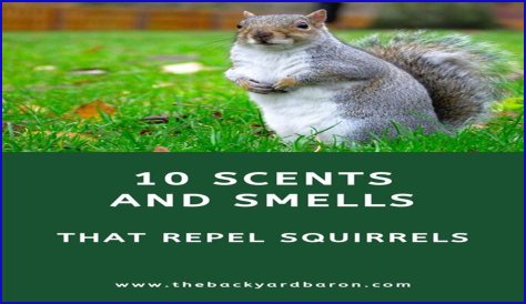 What herbs repel squirrels