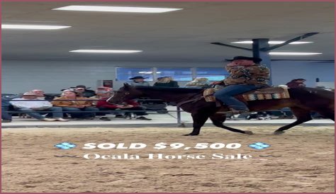 What is Sird license?